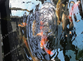 Koi