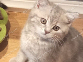 Kittens looking for home