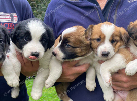 Striking Welsh Red border collie pups