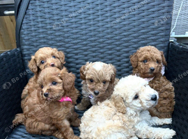 Asian f1 maltipoo
