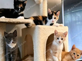 Lovely cuddly playful kittens