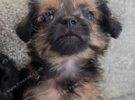 1 BORDERPOO VET CHECK AND READY NOW