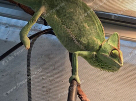Female yeman chameleon with complete setup