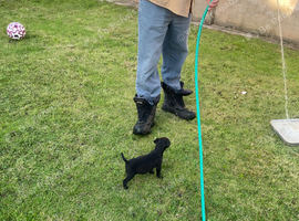 Patterdale/lakeland pups for sale