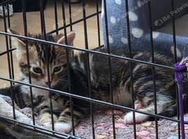 6 months old kitten