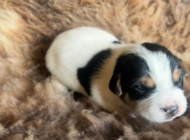 Farm bred Jack Russell Pups