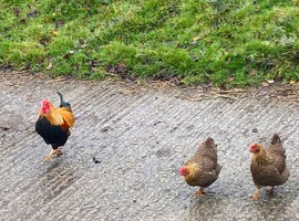 13 unsexed partridge chicks