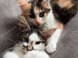Maine coon mix kittens for sale