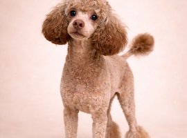Chocolate toy poodle stud