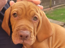 kc hungarian vizla pups (9 weeks old)
