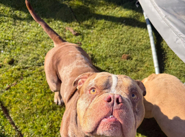 Hugo