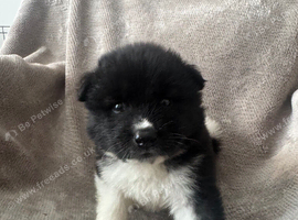 Beautiful Chunky American Akita Puppies