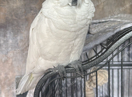 Male cockatoo