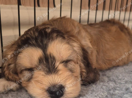 Beautiful cockapoo puppies