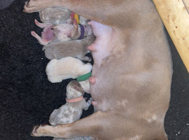 Beautiful French bulldog litter