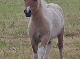 Palomino and White mushroom Dun Mini Colt