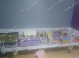 6 female guinea pigs and huge c and c cage &pound;350