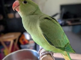 Rio - RingNeck talking parrot