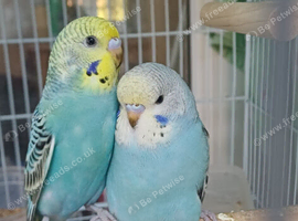 Pair of young hens