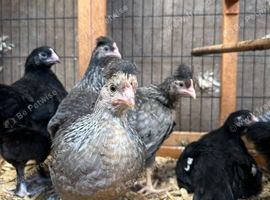 Legbar chickens