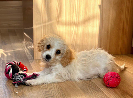 F1b Cavapoo puppies&hellip;