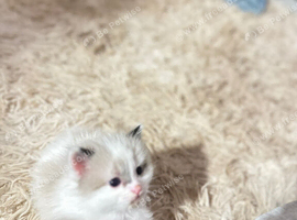 Kitten for sale
