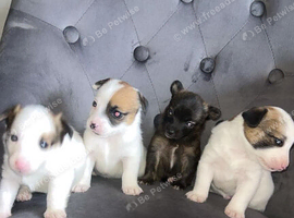 Adorable Jack Russell Mix Puppies &ndash; Ready to Find Their Forever Homes!
