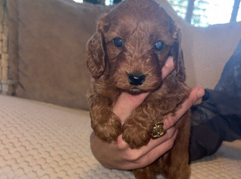 F1 female cockapoo puppies