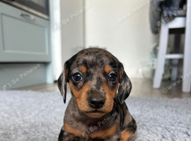 Beautiful litter of standard Dachshunds