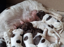 Liver and White English Springer Spaniel Puppies