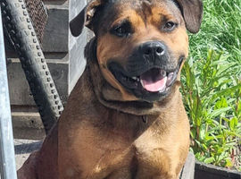 Staffy for stud