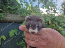 Adorable and well handled baby ferrets