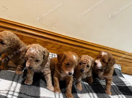 Cavapoo puppies for sale