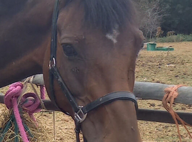 !15.1hh 12yr hack/project type!