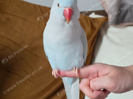 Pale Blue Indian Ringneck
