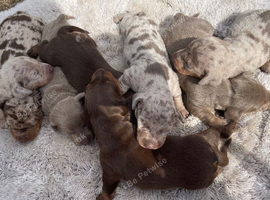 Miniature dachshund
