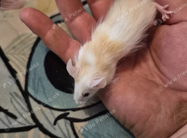 *Weekend Offer* 6 Cute Male Baby Fancy Mice