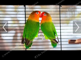 Lovebirds wanted