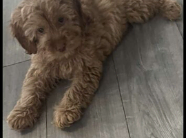 Cockapoo pup