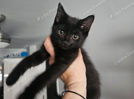 BRITISH LONGHAIR BLACK BOY FOR SALE
