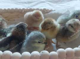 Day old chicks available buff sussex brahma pekin