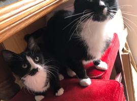 Kittens