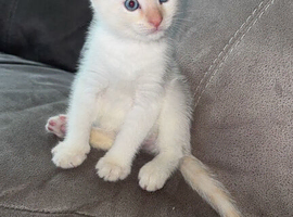 Siamese flame point