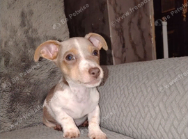Jack Russell puppies