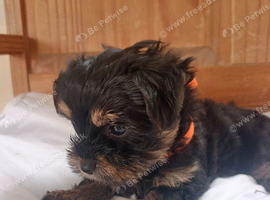 Beautiful Yorkshire Terrier Puppies