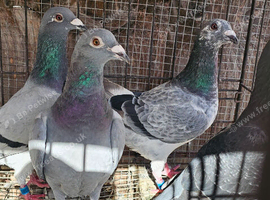 Racing pigeons for sale