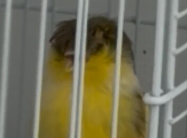 Canary gloster for sale