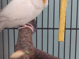 White budgie