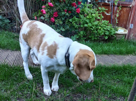 Barney Lemon Beagle