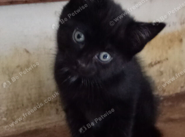 Kittens looking for their forever home
